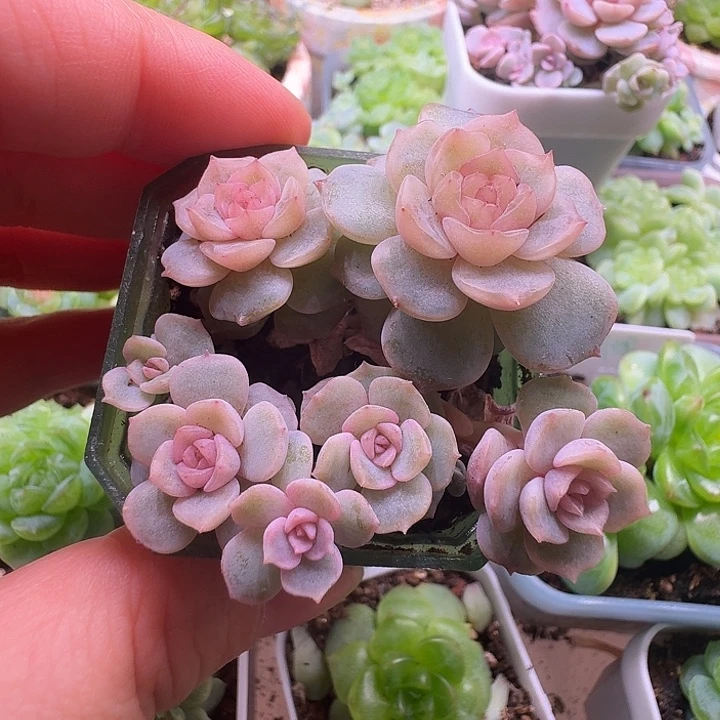 宫花15一盆不整福利