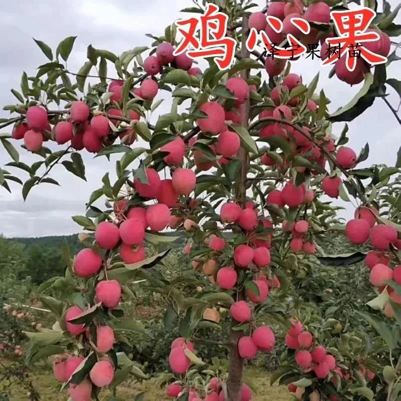 矮化苹果树果苗东北耐寒鸡心果苗南北方四季种植盆栽地栽当年结果