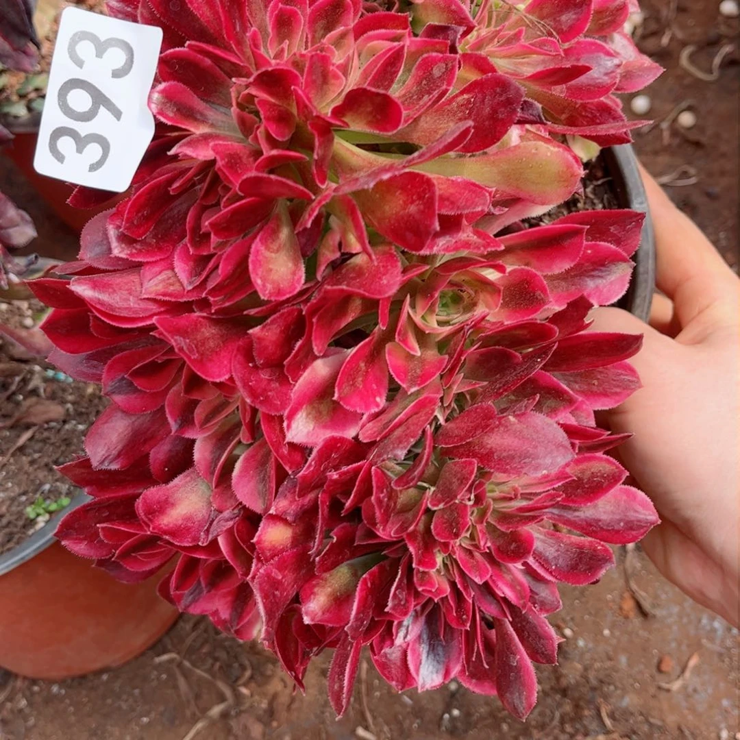 多肉植物393洛神