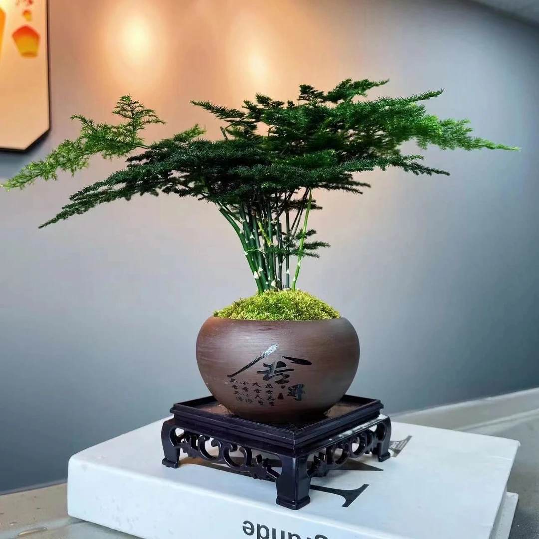 文竹盆栽室内绿植盆景客厅办公室桌面好养植物四季常青茶台摆件