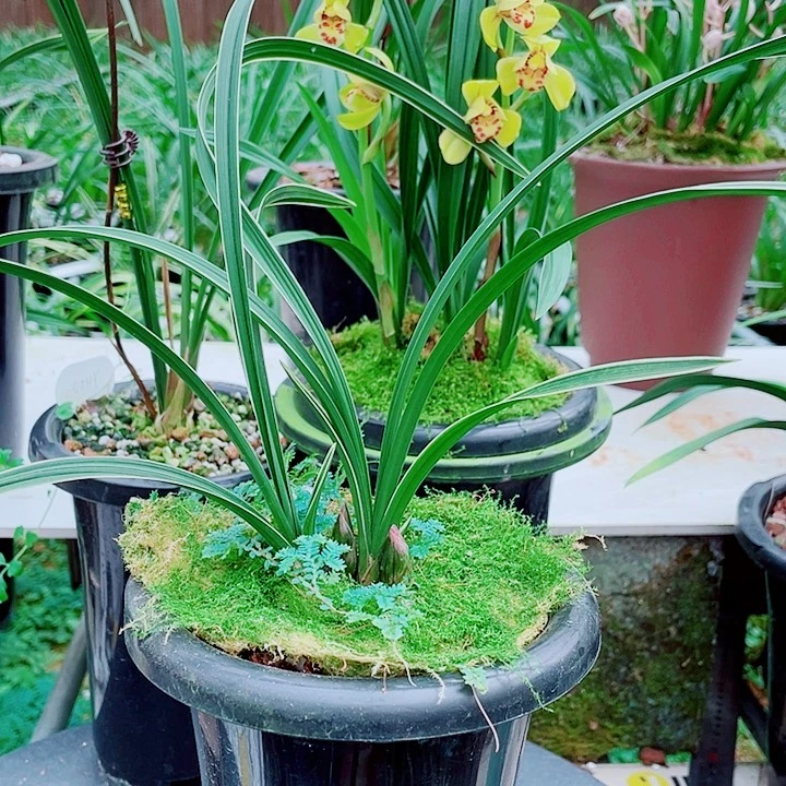 陈***豆完全开放一物一漂亮开花