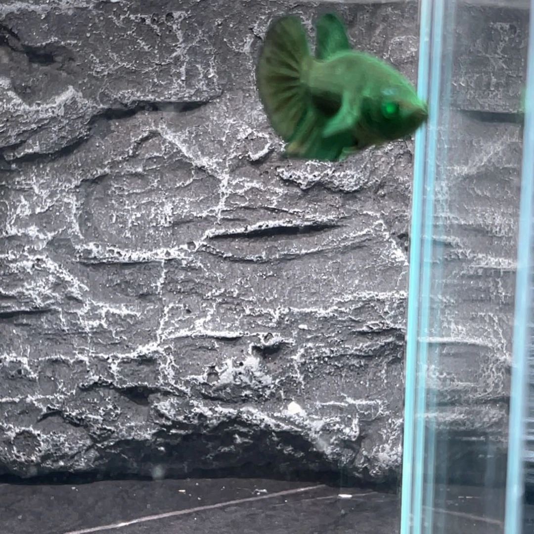 斗鱼纯绿绿魔将军公