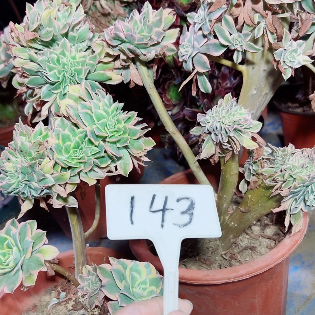 红*多肉植物组合2个