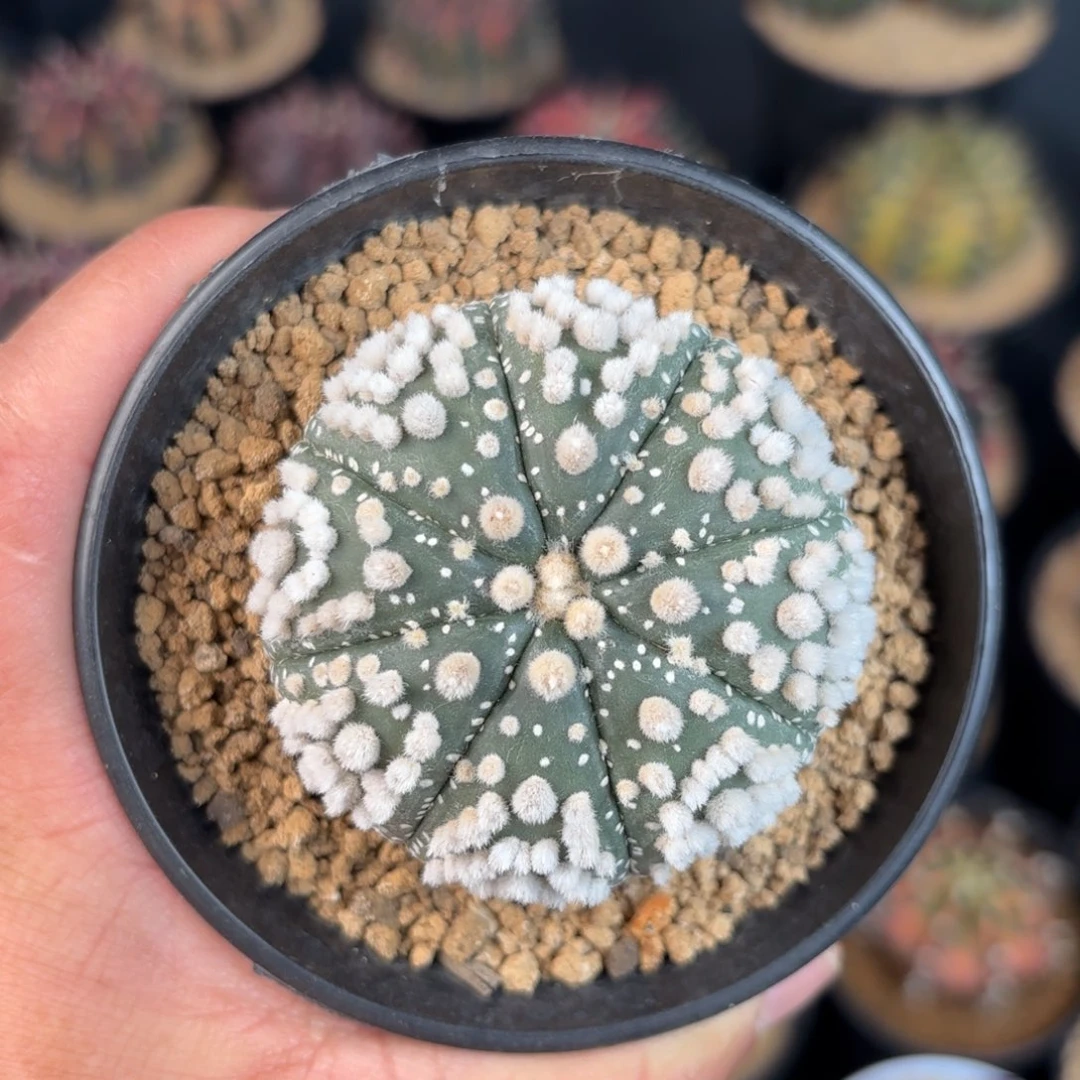 泰系米哈仙人球实生兜6号