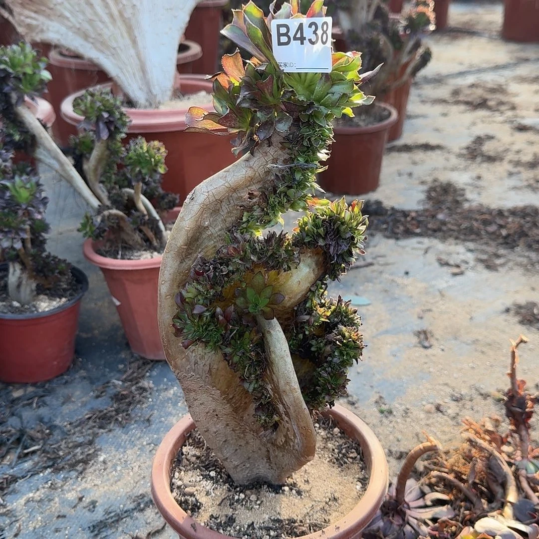 438黑法师有伤一颗呀呀