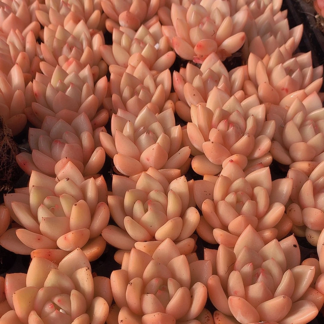 三颗优选黄体香槟4567889999