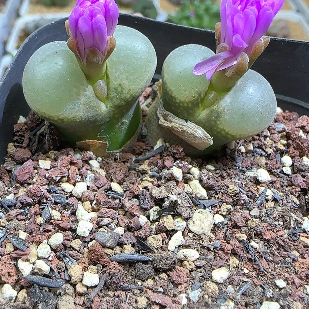 ʚ***ɞ哈哈哈哈哈哈哈哈哈53379