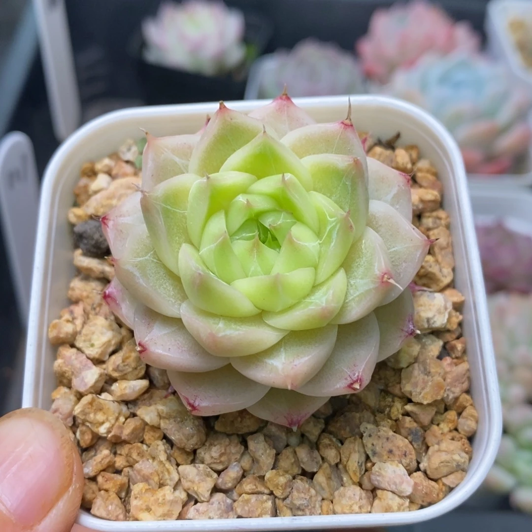 精品多肉一物一拍不包整7