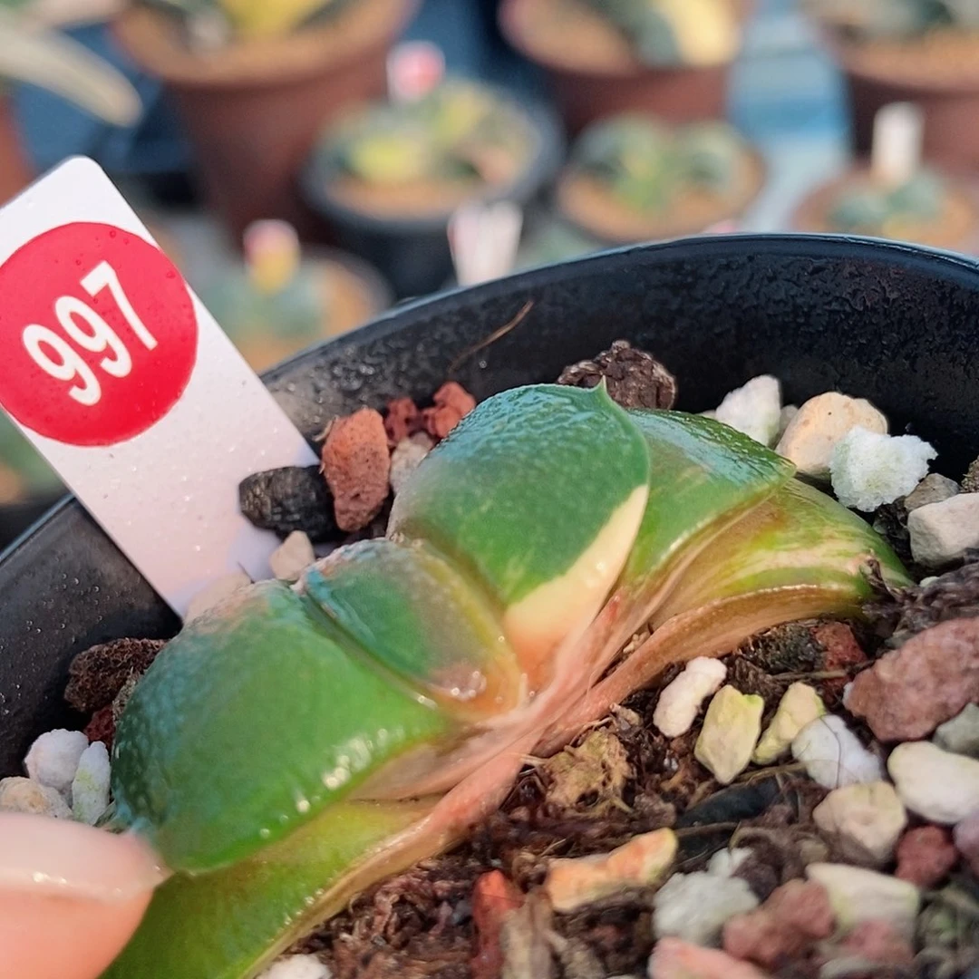 997卧牛实生锦带盆发货