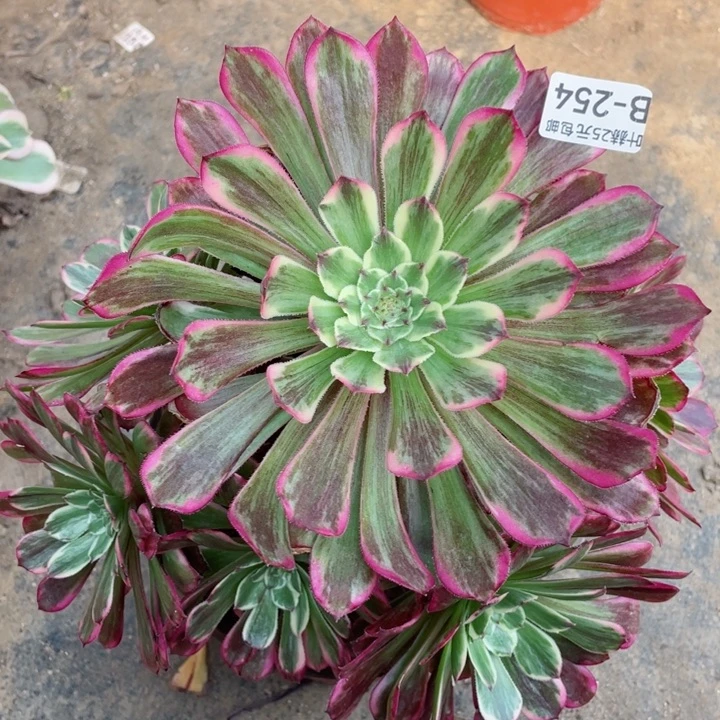 254水多肉12345678