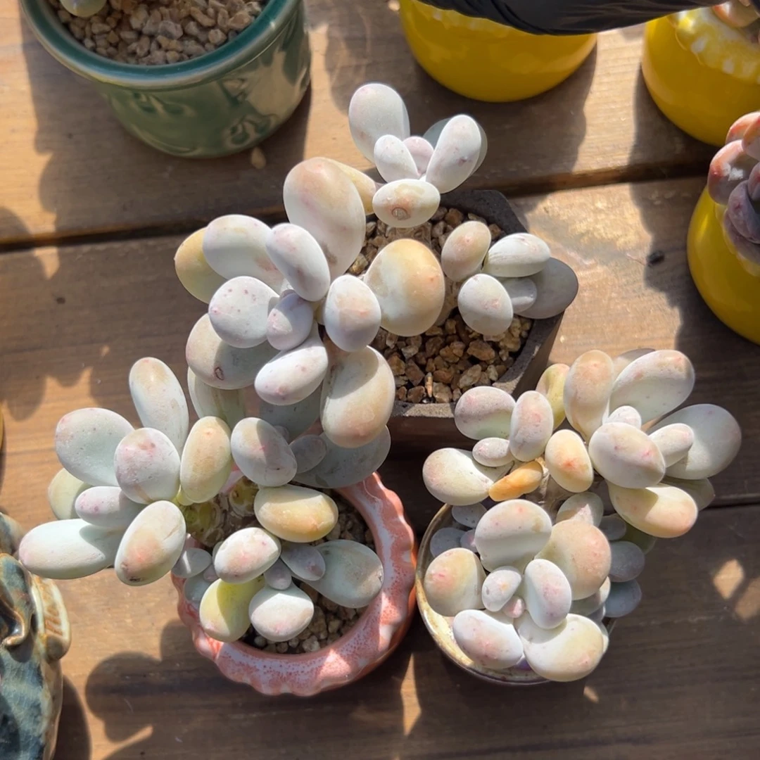 蛋黄奶酪组合3颗1111