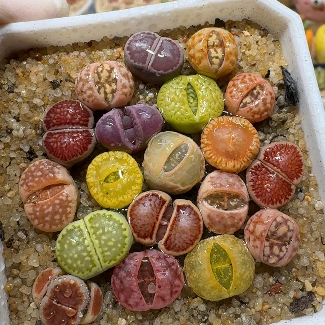 嗯0309-54生石花彩套