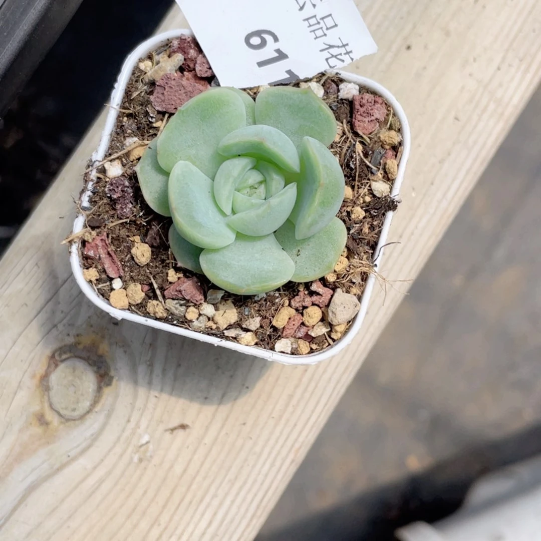 东*风611号糖心冰心珍妮 冰夕