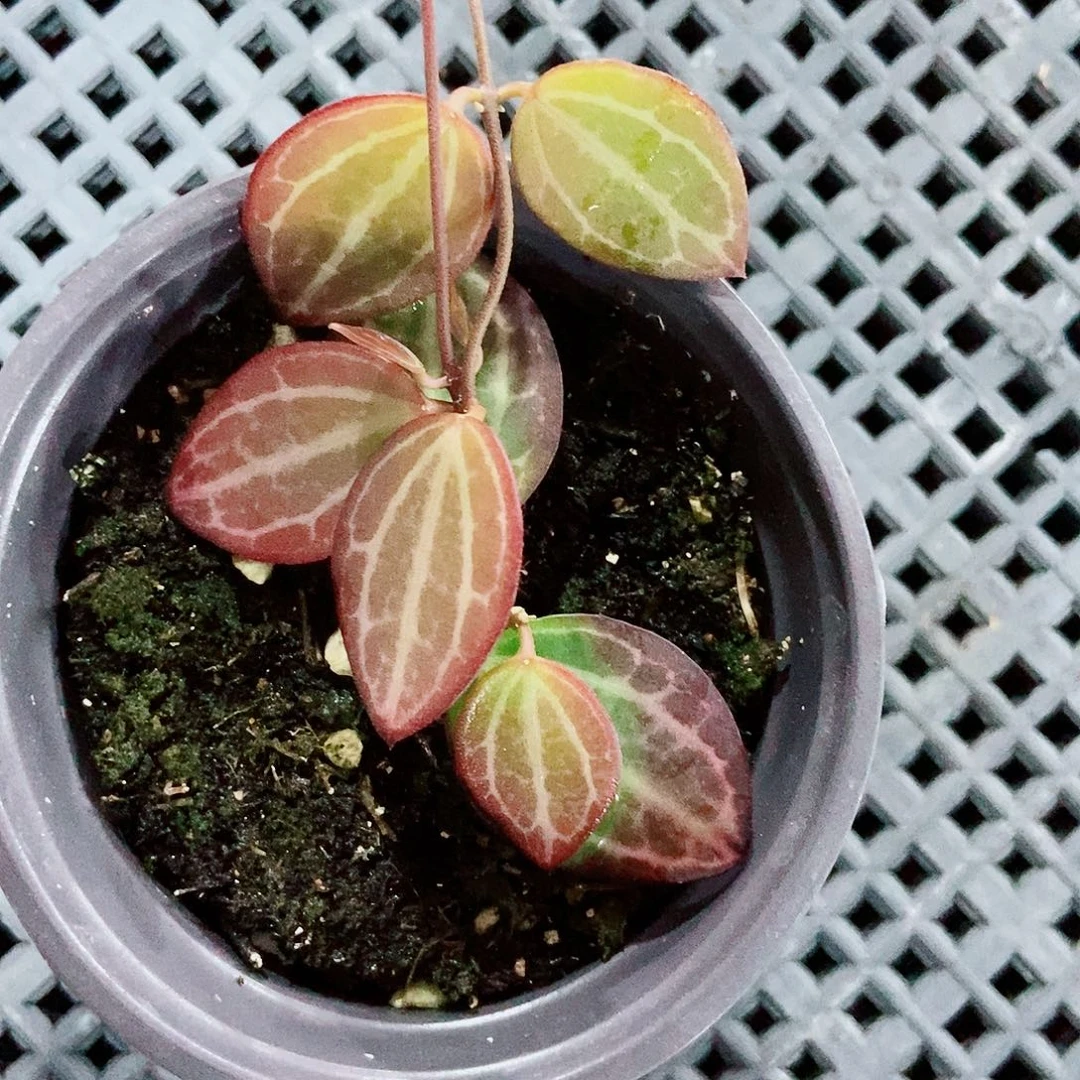 植***手完全开放西瓜皮眼树莲一物一拍