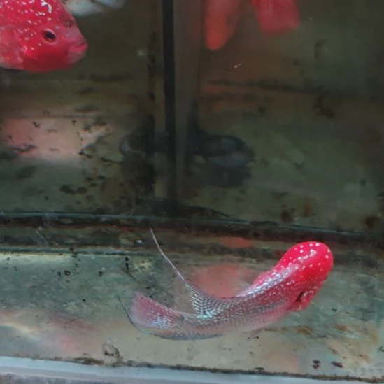 海水鱼二楼鱼！！！！！！！！