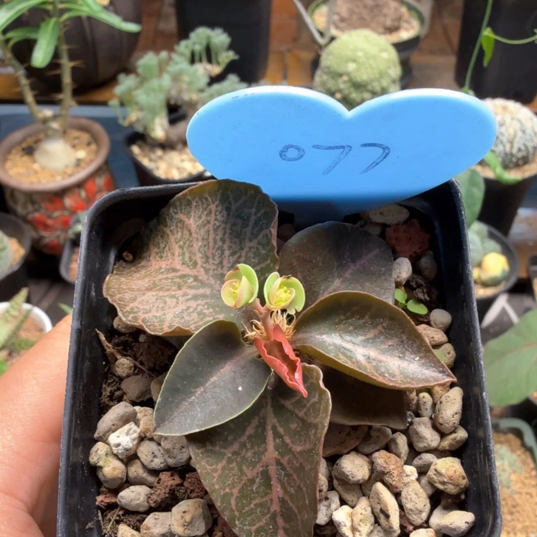 彩叶麒麟 077 仙人球块根植物