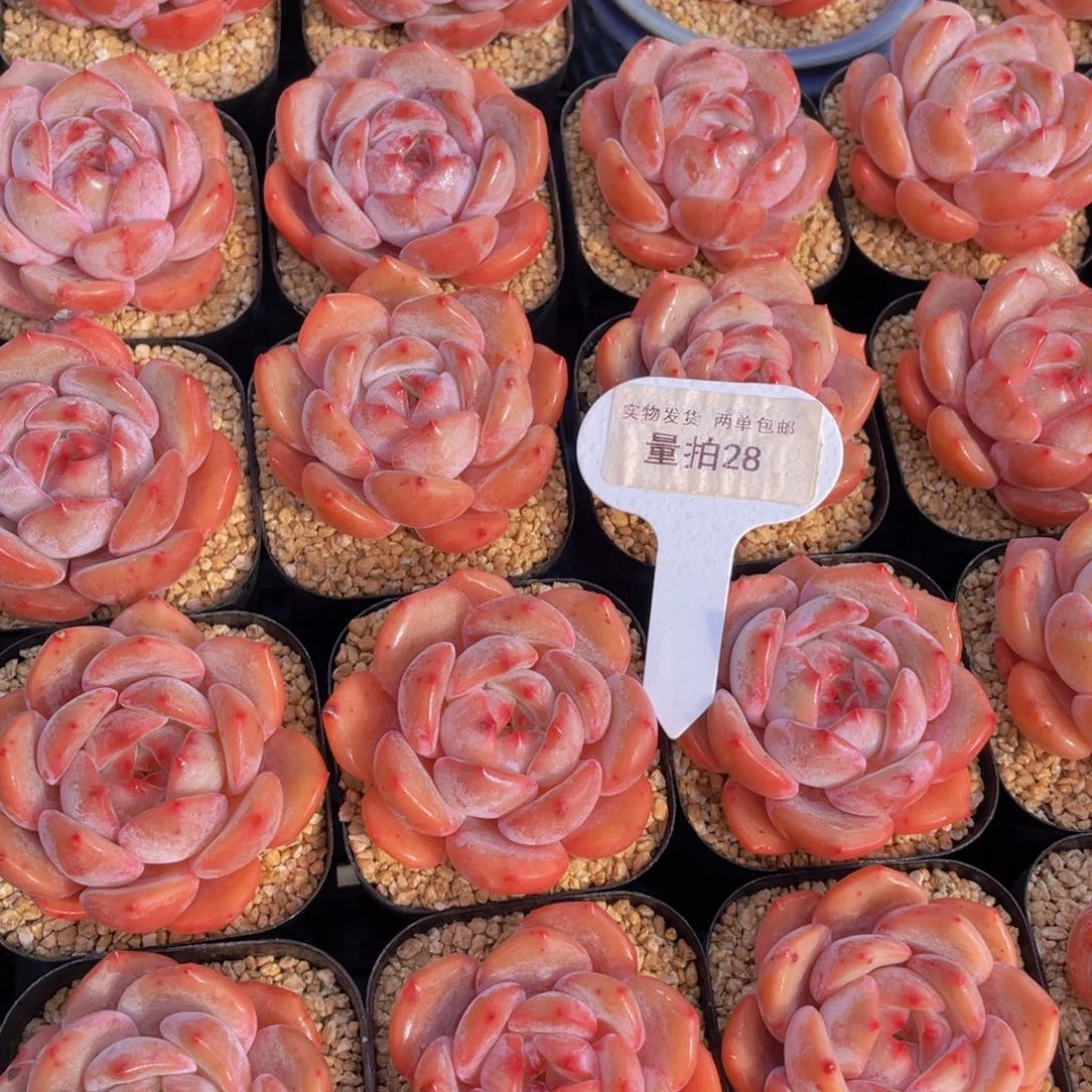 量拍28号果冻包包韩橙单头一个