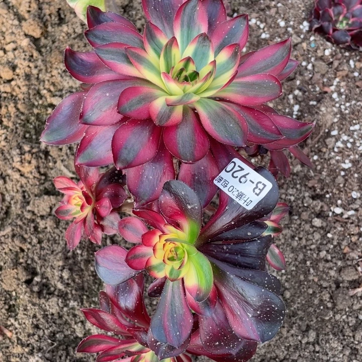 920烈焰中班花1134567多肉