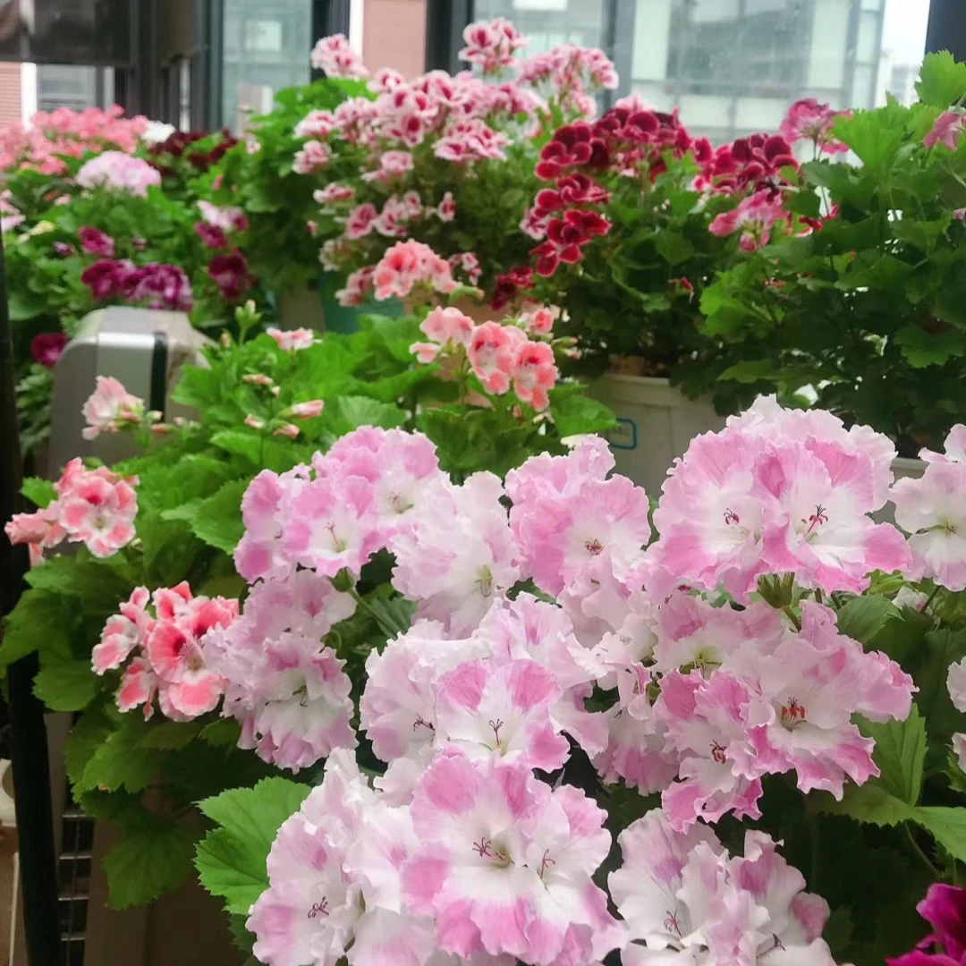 大花天竺葵苗蝴蝶梅好养花卉多年生花卉阳台庭院盆栽大花