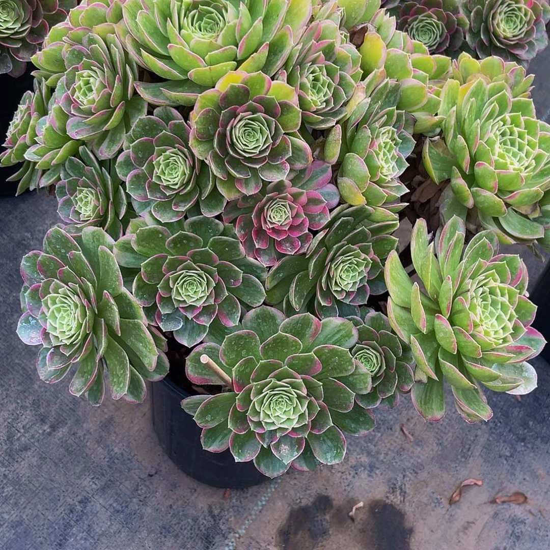 多肉法师17号莲花座发货不包损