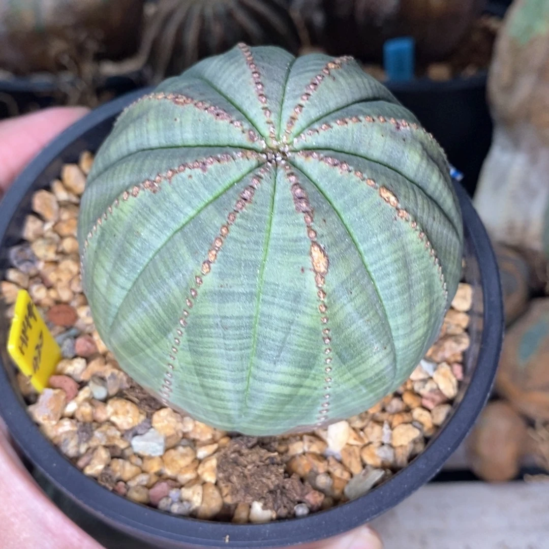 43 欧系实生布纹球多肉植物