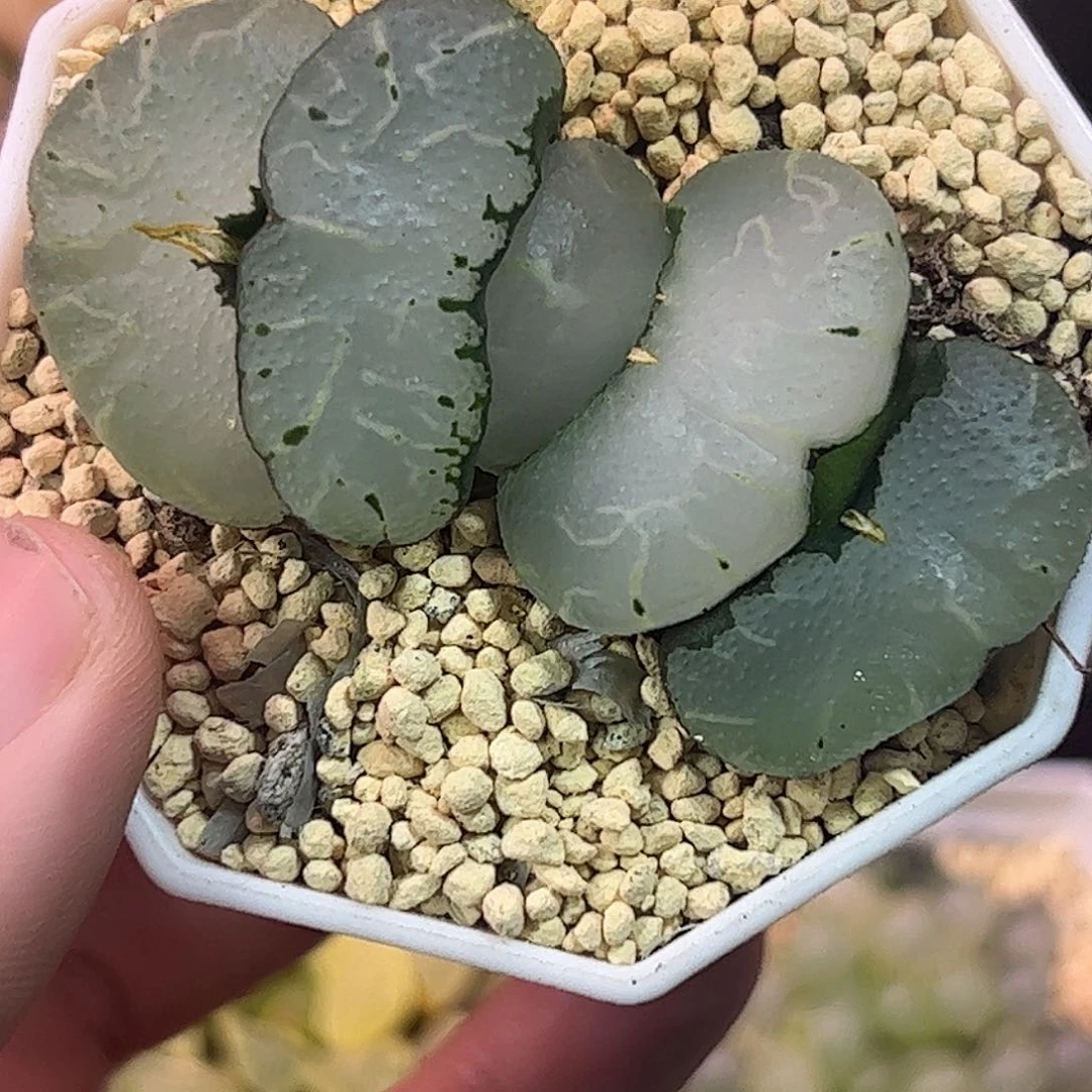 旷月玉扇十二卷多肉植物满