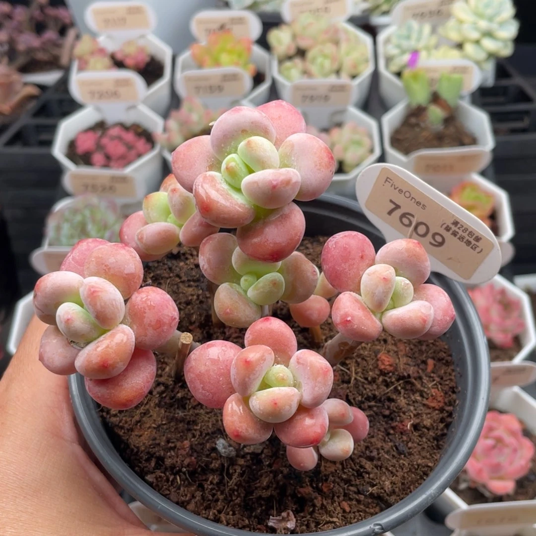 樱花洛神7609-9.5厘米