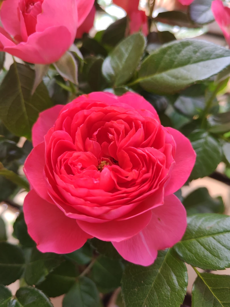 红果汁玫瑰花苗鲜花带花苞发货阳台庭院种植云南基地直发海棠花