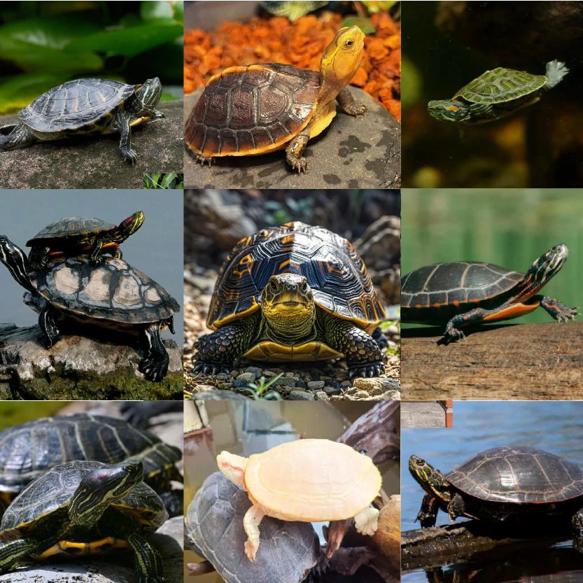 宠物活体通用链接