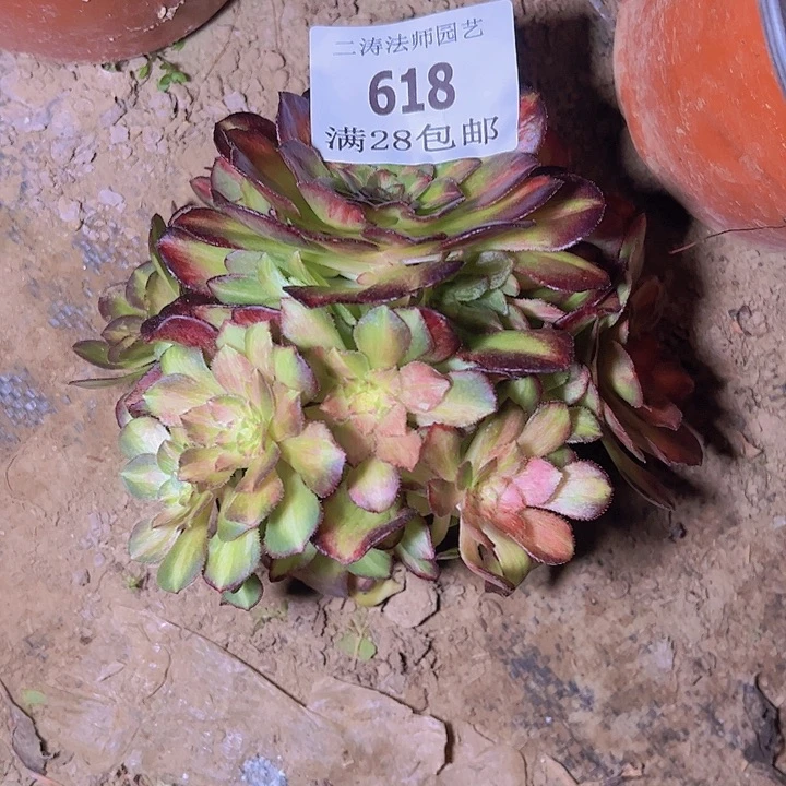 618海珊瑚多肉无根