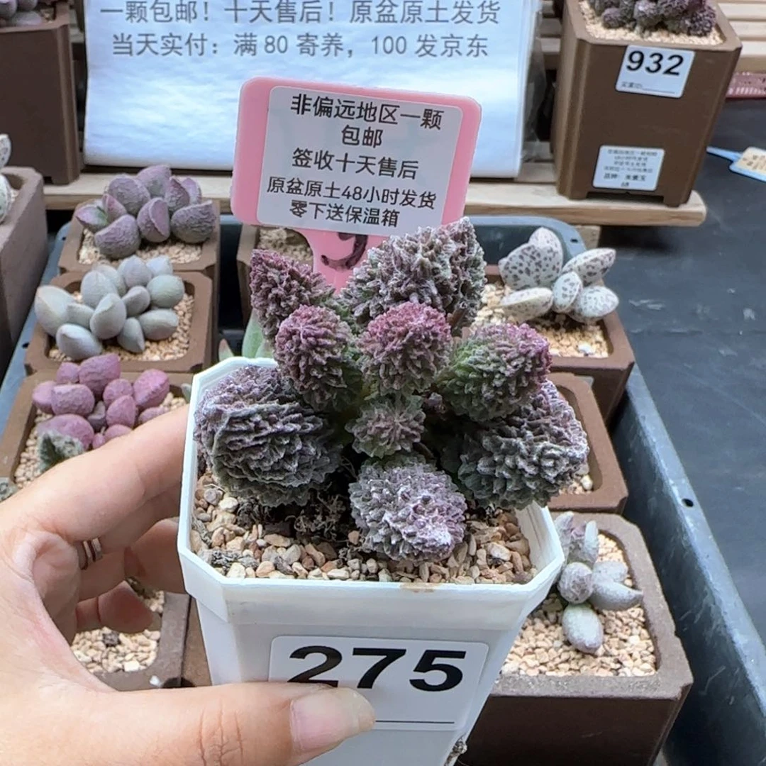 榴**酥275朱紫玉多肉植物