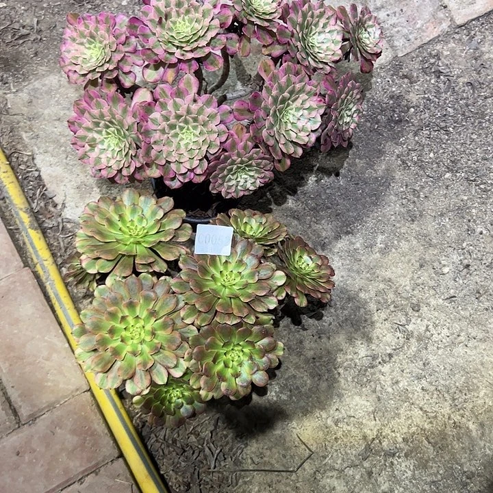 随***欲052红铜白月婵多肉植物