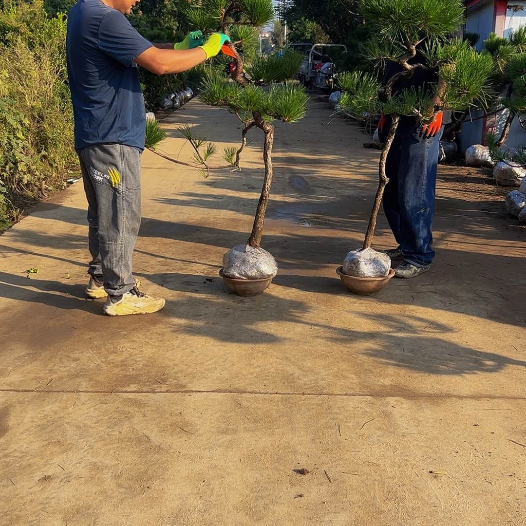 无花朵往**生88888888888