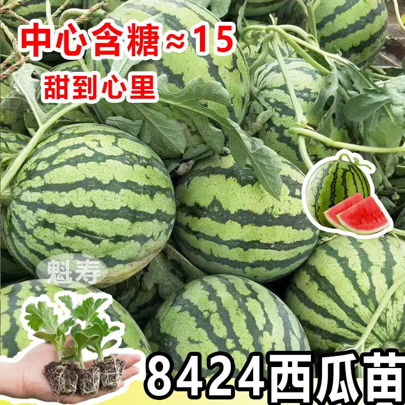 正品8424冰糖麒麟西瓜苗#无籽西瓜种子美都西瓜懒人#阳台西瓜苗