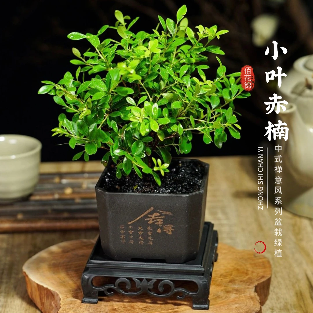 小叶赤楠盆栽好养四季常青绿植老桩盆景植物花卉室内办公室桌面