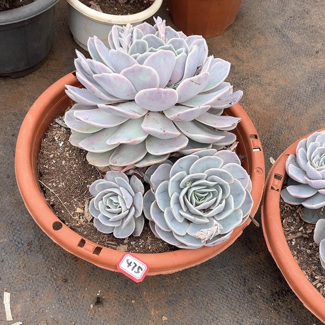 475蓝色惊喜 一物一拍多肉