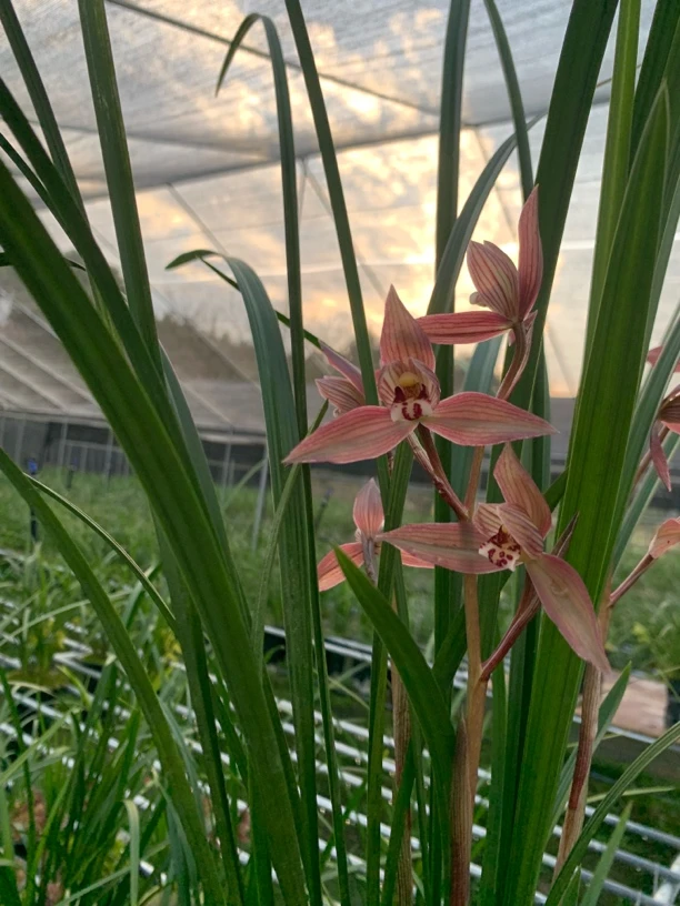 传统国兰春剑苋朱砂精品红花