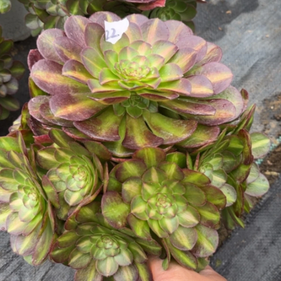 【闪购商品】22倾城中班多肉法师