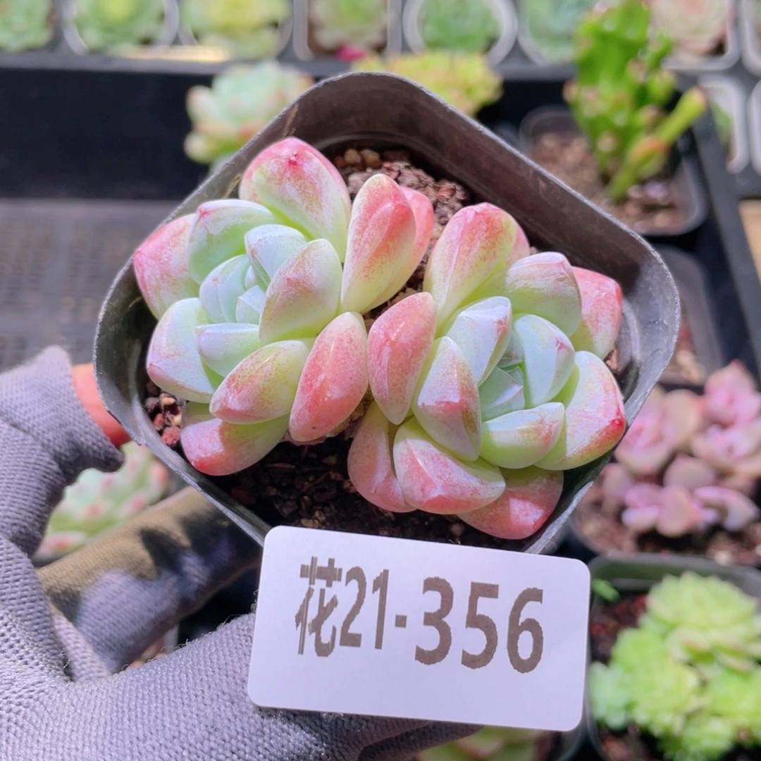 花利美21-356冰玉