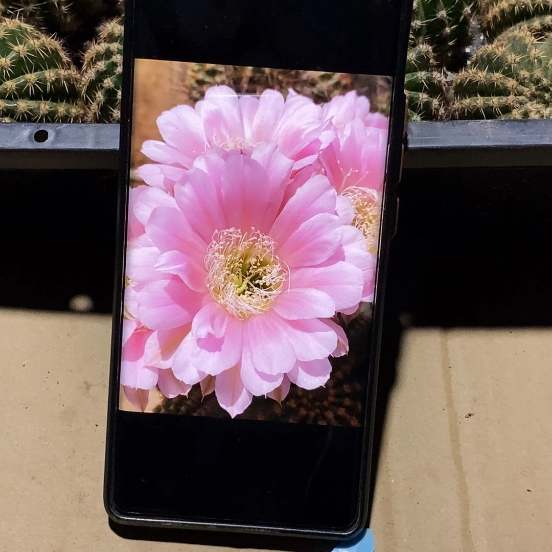 彩 牛棚粉侧芽歪20包邮/5公分