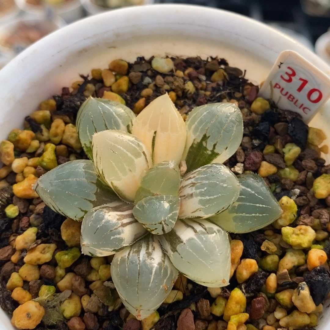 310糯玉露十二卷多肉植物