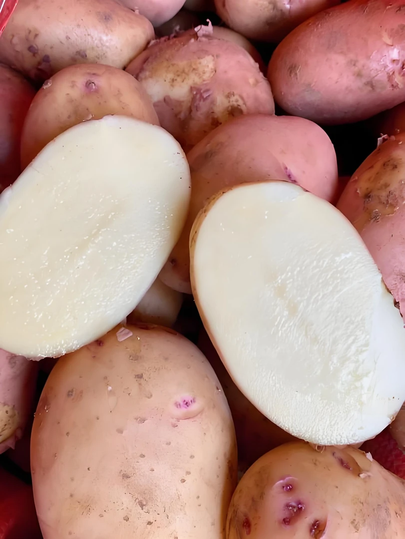 贵州高山洋芋低纬度高海拔种植粉糯可口土豆农家种植