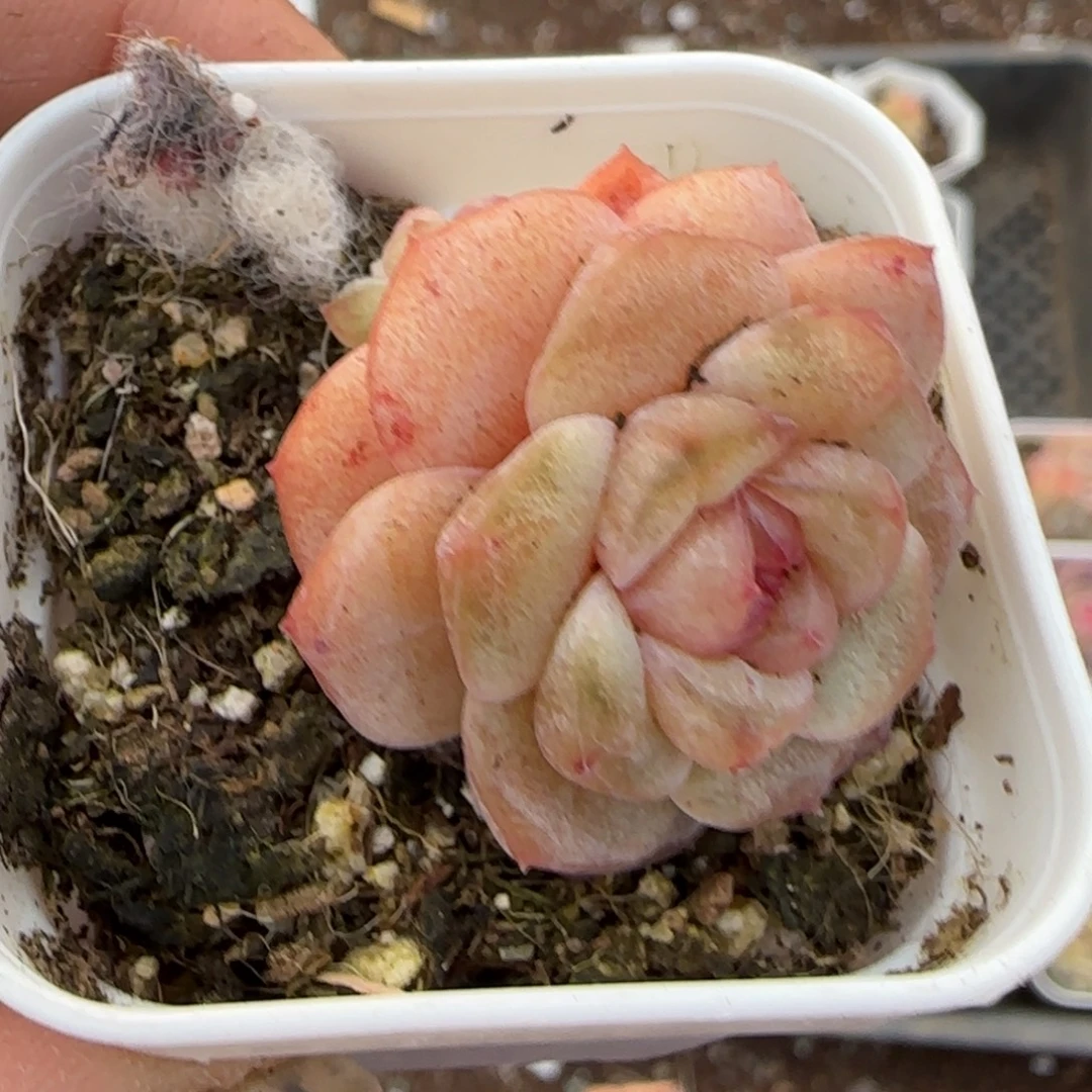 多肉小卡拉米糖心一物一拍