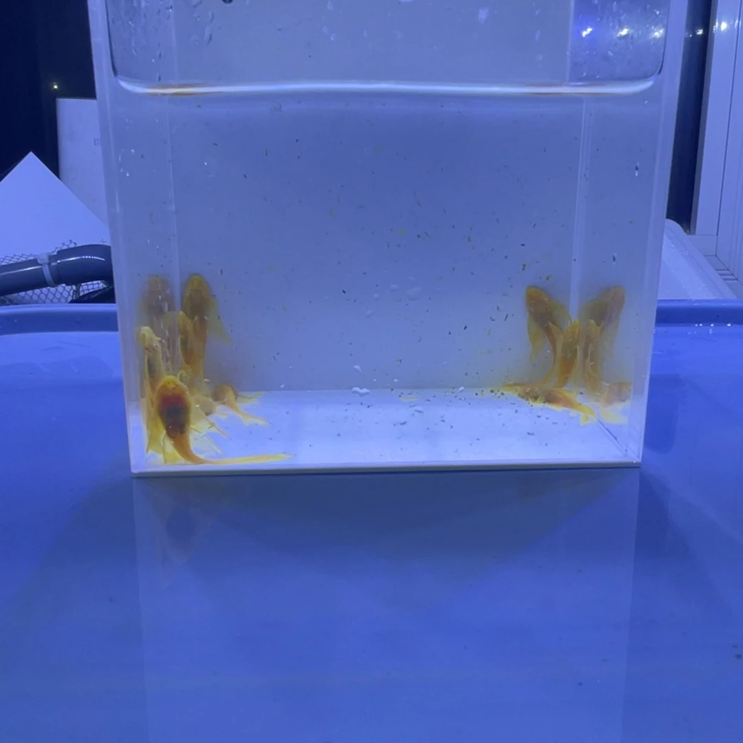 孔雀鱼大帆10条开箱视频报损