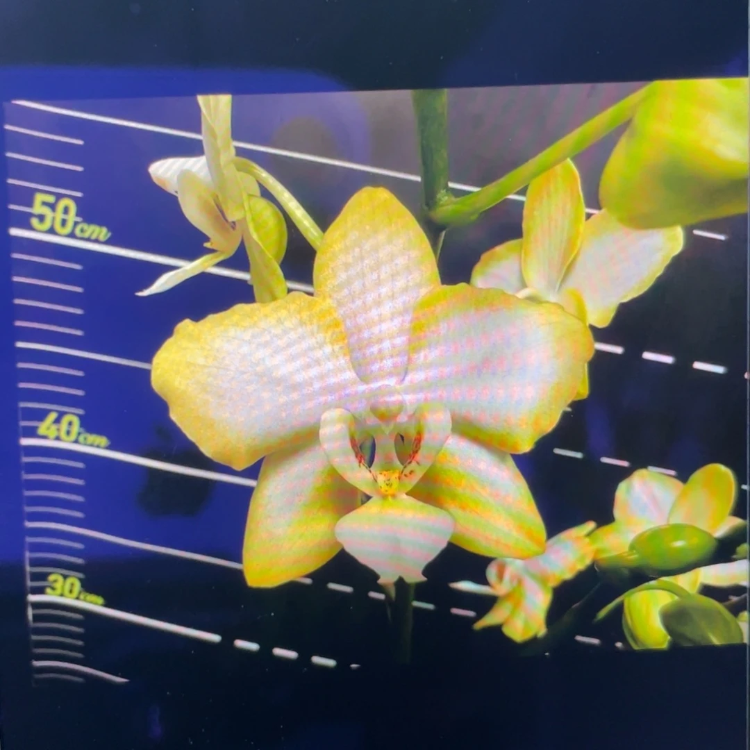 当前无花栽培后可以开花仙境传说，分生，有香，2.5杯苗1棵