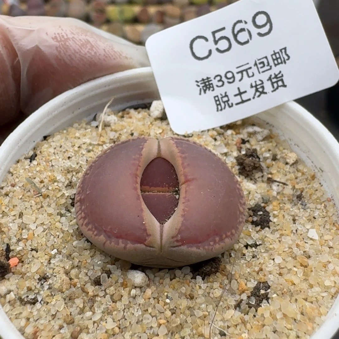 569哈哈哈哈哈哈给哥哥