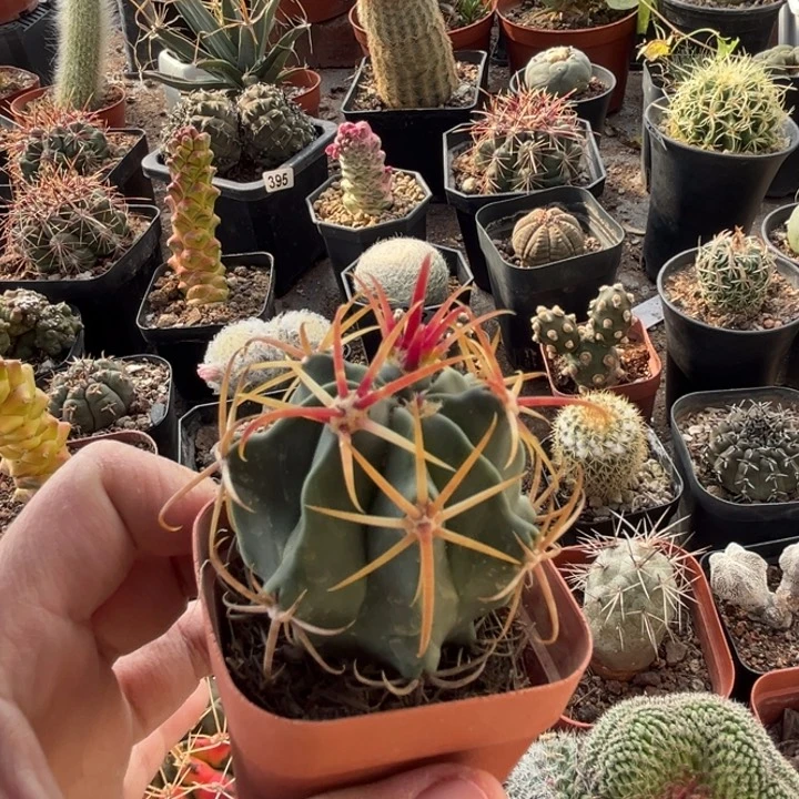 仙人球一物一拍实生