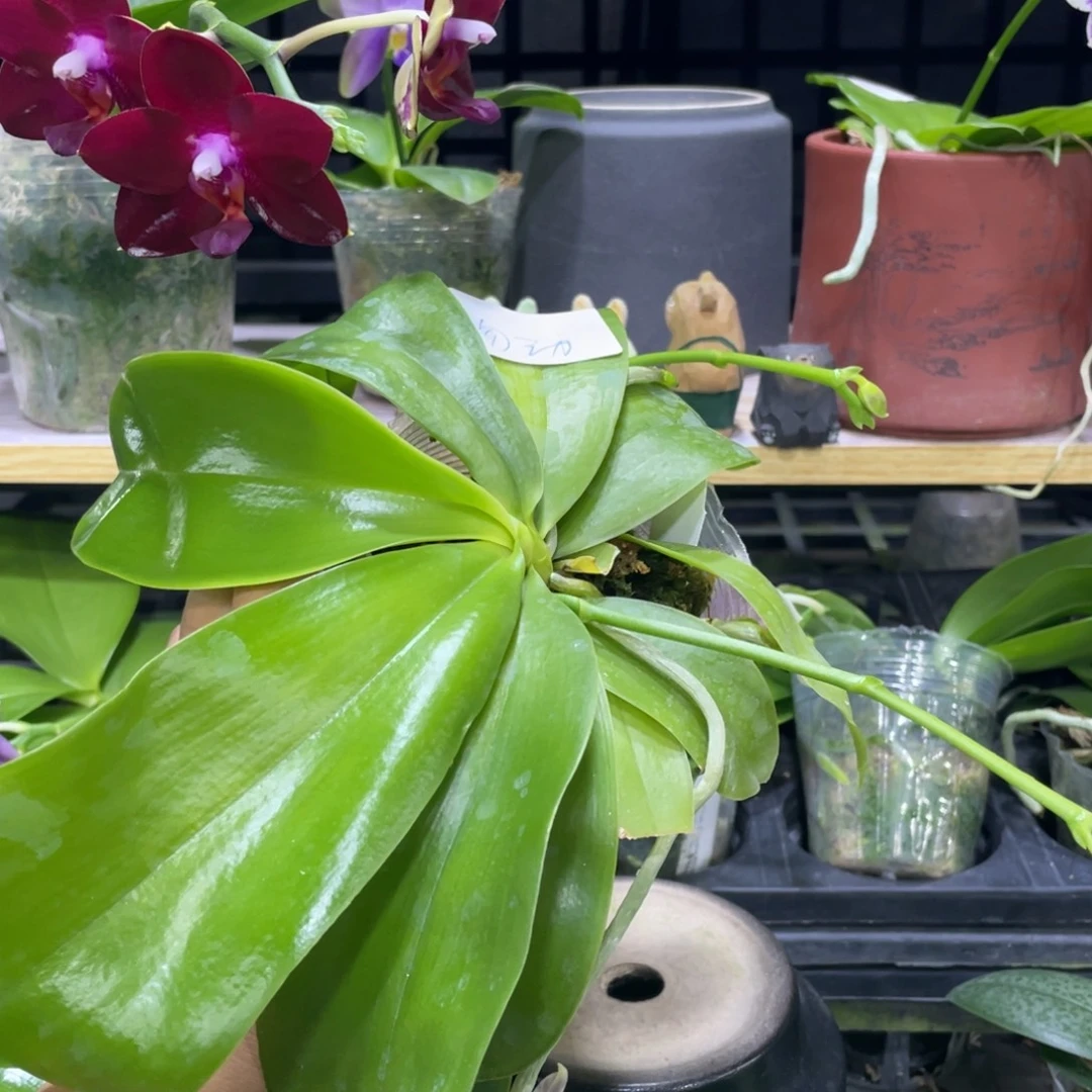 完全开放鱼鱼交鱼鱼花苞株