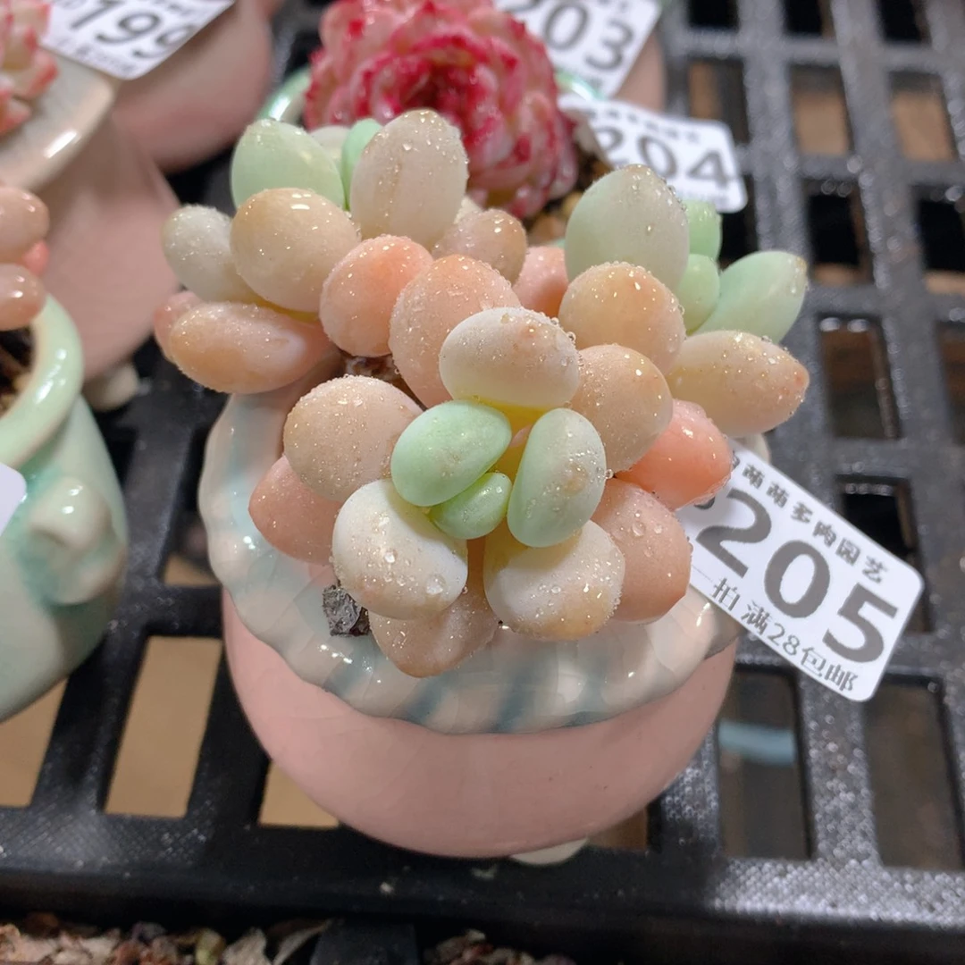 肉萌萌拇指盆精控多肉ZD205