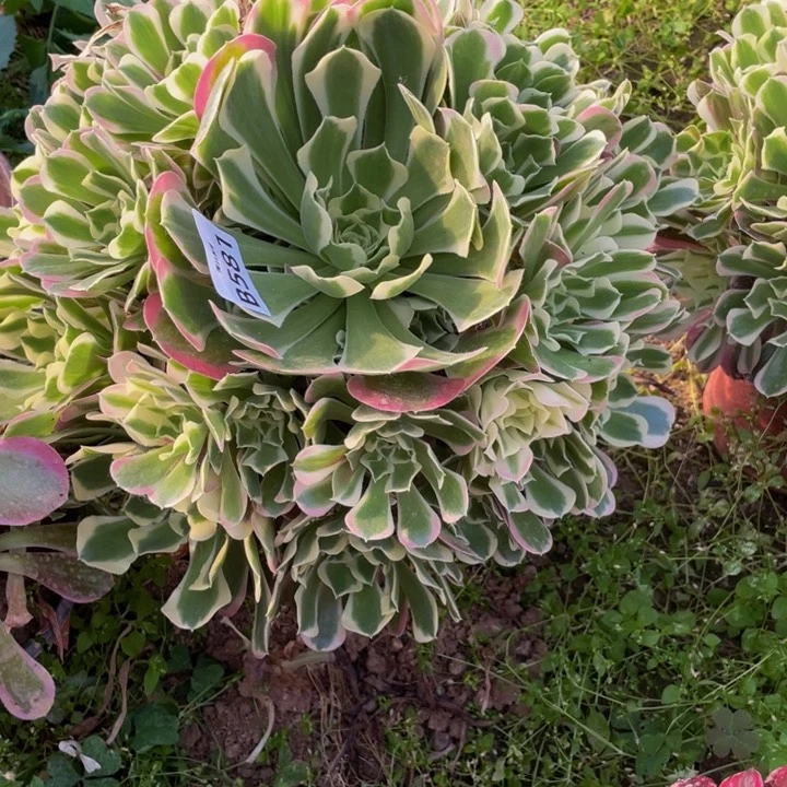 581白凤多肉植物